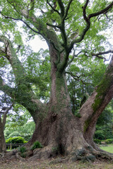 諫早公園の大きなクスノキ