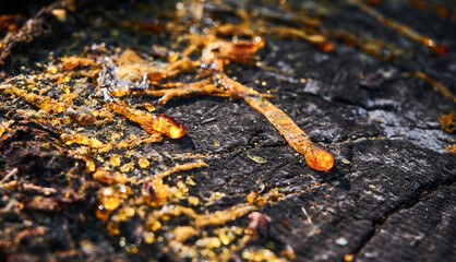 Drops of resin in the process of fossilization on a trunk of a pine tree cut decades ago forming amber in a pine forest in Spain.