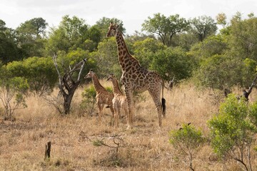 Southern giraffe © Brent