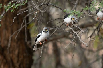 White-crested helmet-shrike