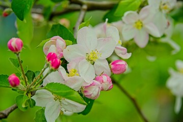 Wiosna w sadzie. Na gałęzi jabłoni, wśród zielonych liści widać liczne kwiaty i różowe...