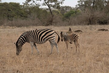 Burchell's zebra