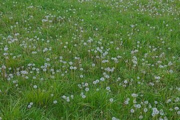 Łąka pokryta przekwitłymi kwiatostanami - dmuchawcami mniszka lekarskiego.