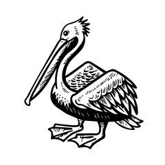 Drawing of standing pelican. Realistic sketch of tropical bird. Hand drawn vector illustration in vintage, engraving style. Set of contour and color element isolated on white for design, decor, print.