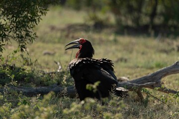 Ground hornbill © Brent