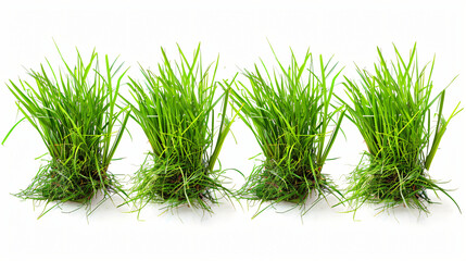 Four of fresh green grass on white background