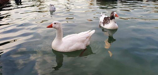 
Geese swim in a lake or pond. White goose. Wild geese in the park. Birds swim in the park. Domestic geese.