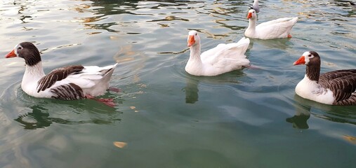 
Geese swim in a lake or pond. White goose. Wild geese in the park. Birds swim in the park. Domestic geese.