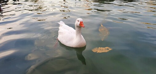 
Geese swim in a lake or pond. White goose. Wild geese in the park. Birds swim in the park. Domestic geese.