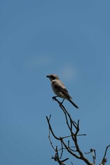 Lesser grey shrike