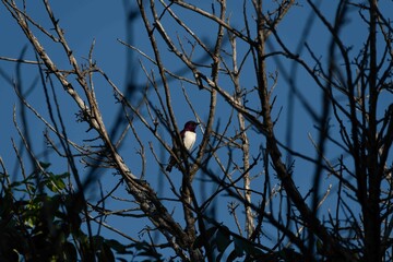 Violet backed starling