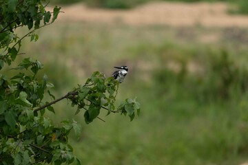 Pied kingfisher