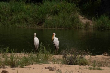 Yellow-billed stork