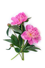 Pink peonies on a white background with space for text. Top view, flat lay