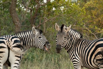 Burchell's zebra