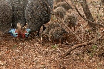 Helmeted guineafowl