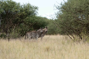 Burchell's zebra