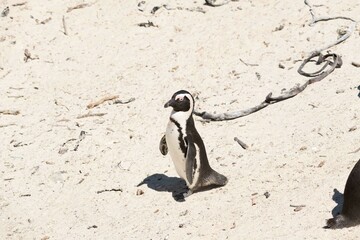 African penguin