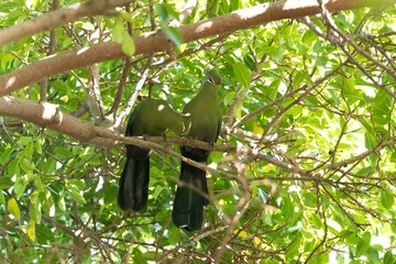 Knysna turaco