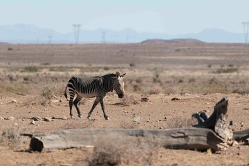 Cape mountain zebra