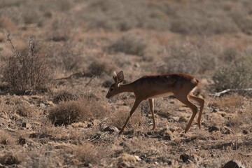 Steenbok