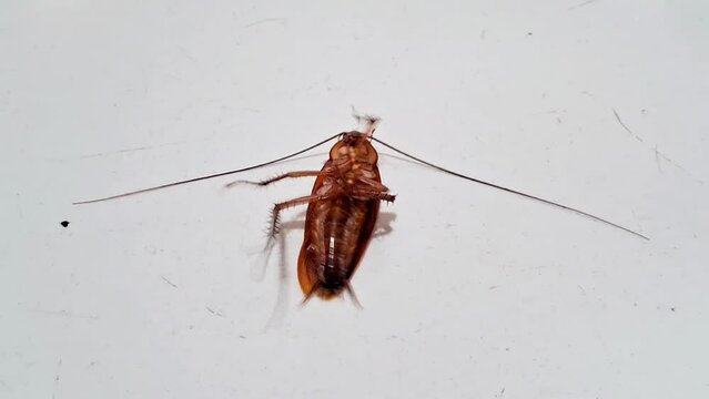 cockroach dying on the floor