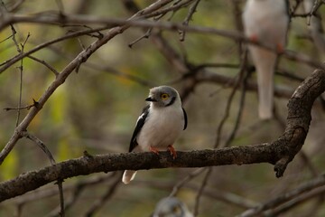 White-crested helmet-shrike