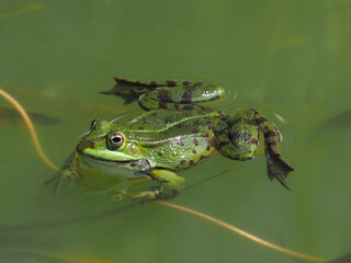 Grüner Frosch im Tümpel