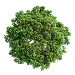 Top view of green tree top view transparent background