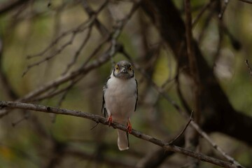White-crested helmet-shrike