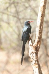 Green wood-hoopoe