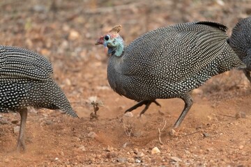 Helmeted guineafowl