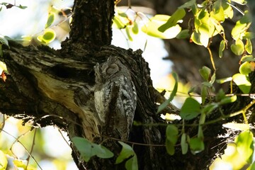 Scops owl