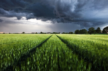 Thunderstorm - Dark ominous storm clouds above green wheat landscape field. Adverse weather...
