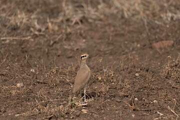 Temminck's courser