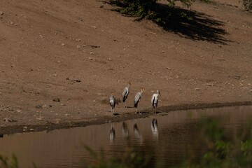 Yellow-billed stork