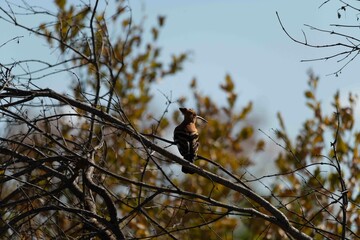 African hoopoe