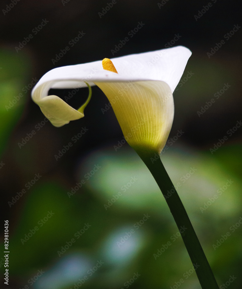 Wall mural Perfect White Calla Lily, Close Up of Beautiful White Flower in Full Bloom Wild Flower in Azores Rainforest