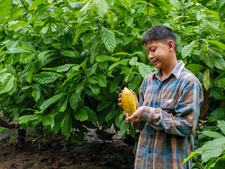 Ripe yellow  cacao fruit, agriculture yellow ripe cacao pods in the hands of a boy farmer,...