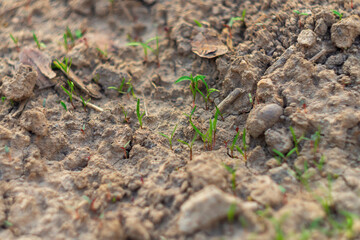Young green plants sprouted from seeds in a bed with brown soil close-up, as a symbol of the rebirth of a new life, a new cycle, hope for the future, gardening work result