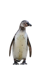 Penguin isolated on transparent background png file