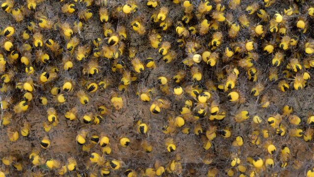 Macro shot of a nest of hundreds Araneus diadematus spiderlings also known as common garden spider or cross orbweaver crawling around
