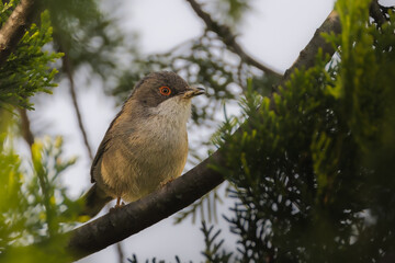 Sardinian Warbler perched on a branch in the morning light