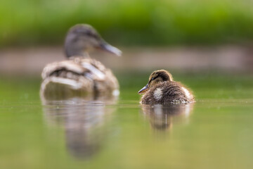 Mallard duckling swimming on the surface of a pond