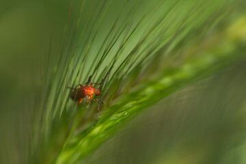 Tawny telephorus close-up in the morning light