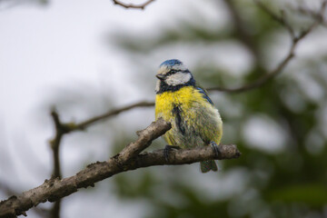 Eurasian Blue Tit perched on a branch in the morning light