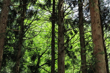 福井県池田町の森の緑