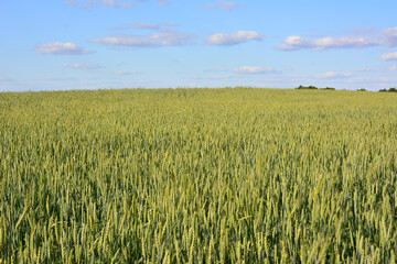 a field of wheat with a blue sky and clouds in the background 