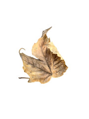 Autumn Leaf