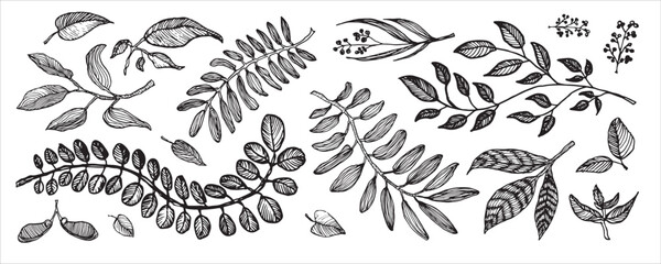 Black and white botanical illustration of various leaves and branches, detailed hand-drawn sketch.